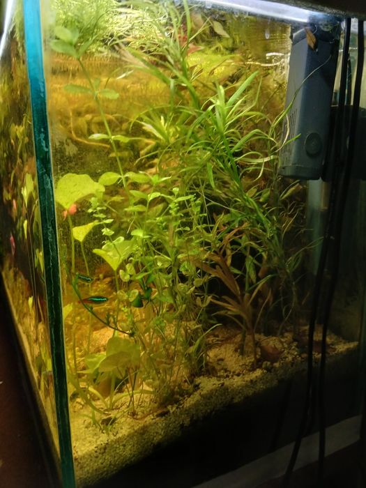 Plante acvariu la schimb cu pesti