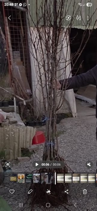 Prun Stanley Nuci Chandler Aluni Visin Castan.Afin.Ciresi >RO

L