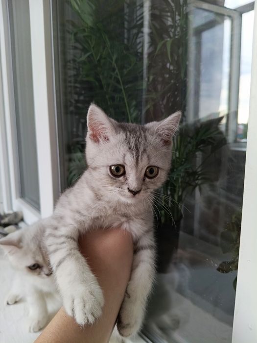 Серебристая шиншила