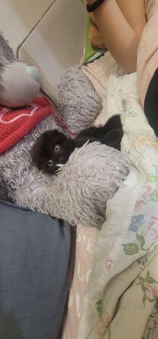 Продам котенка вислоухий мальчик