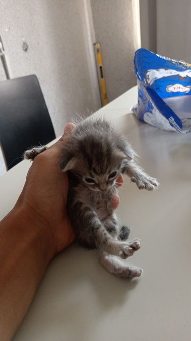 Котята от британки