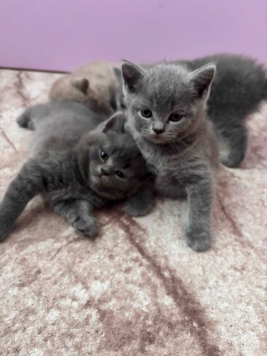 Британски котенца