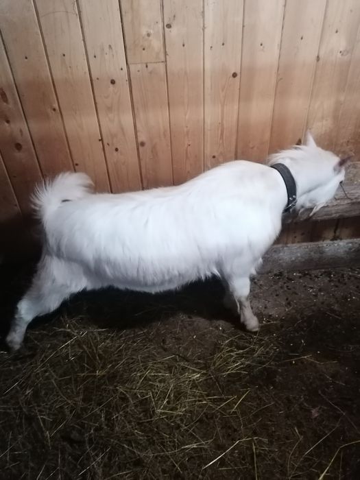 Țap saanen 11 luni talie mare