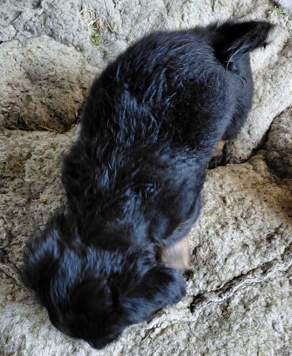 Pui de catelusa  metis teckel