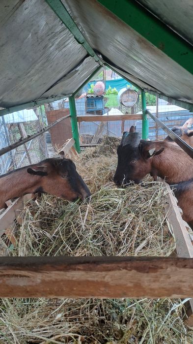 Lapte de capra alpina franceza