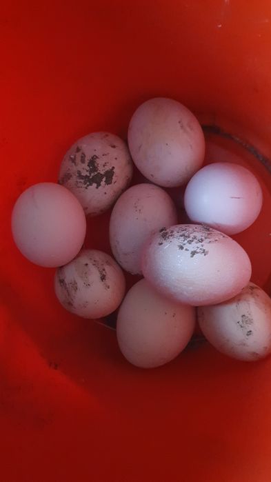 Яйцо домашнее куринное