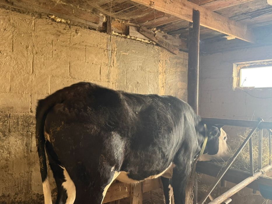 Тёлочка 1,5 года