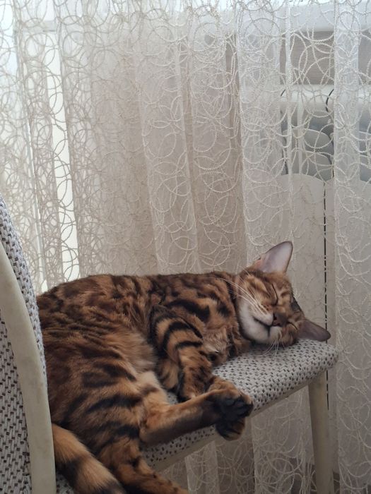 Отдам бенгальскую кошку