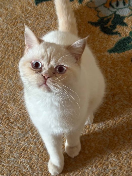 Экзотический кот отдам даром