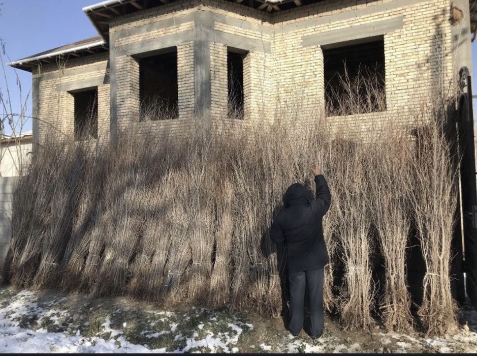 Саженцы Шымкент декоративных видов