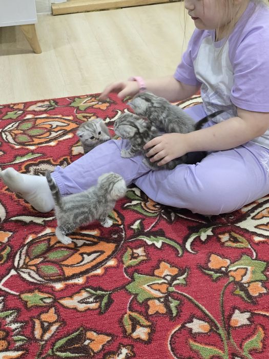 Шотландские котята