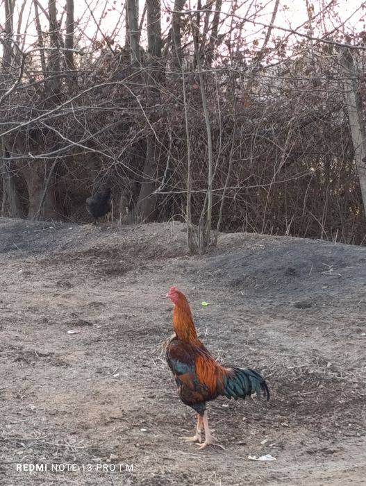 Редми 13 про 256 гб