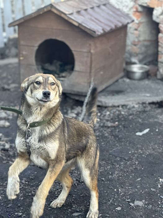 Щенки подростки