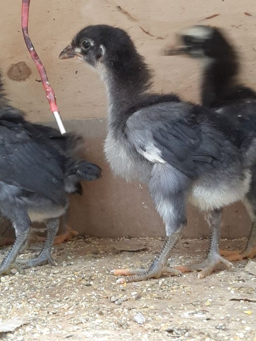 Гигант Кора шахзода тухум ва жужаларига заказ оламиз