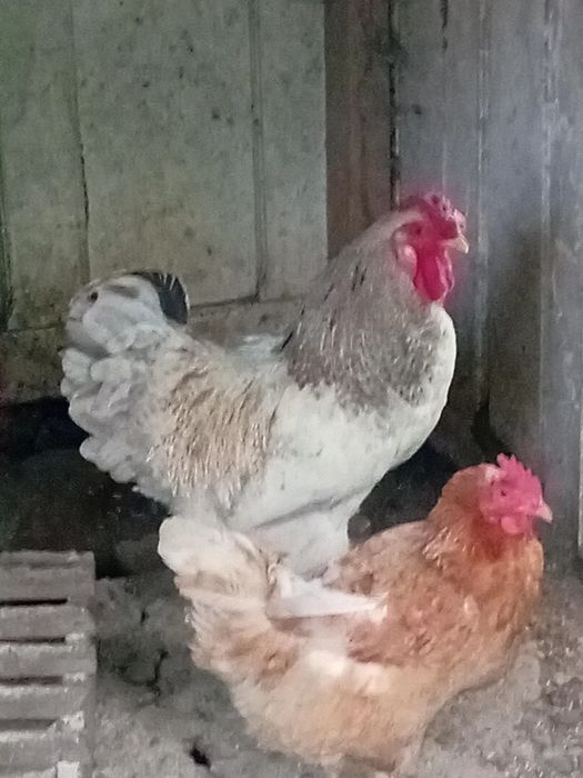 De vânzare cocoș de 1 an