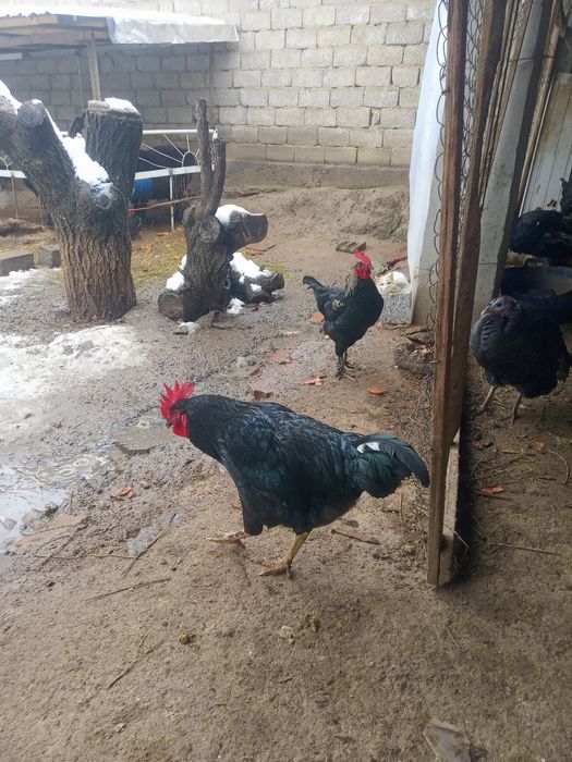 Brama va Qora shaxzoda xorozi (chatishgan)