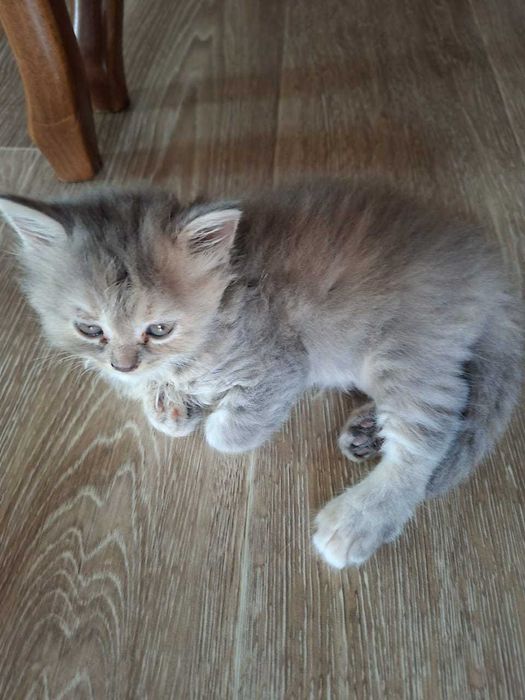 Отдам в добрые руки котят