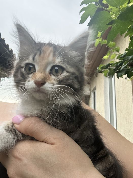 Добрые котята ищут дом