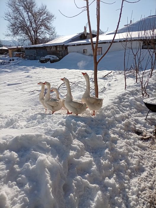 Каз сатылады бағасы келісімді
