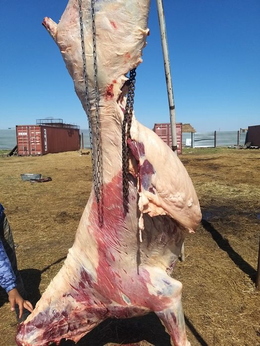 Конина ет мясо халал !!!