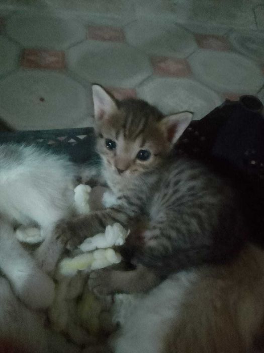 Котята в добрые руки (все мальчики)