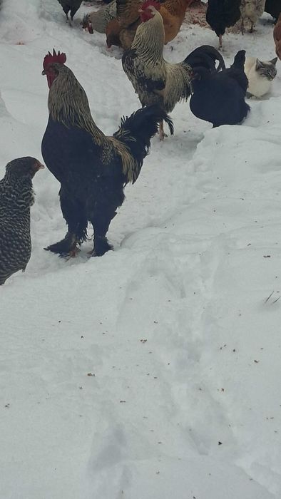 Продам петухов молодых