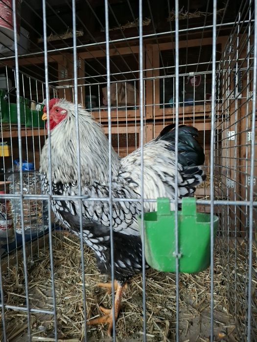 Cocosi de rasa wyandotte  argintiu