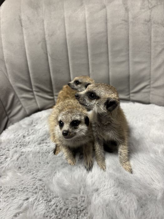 vand pui de suricata