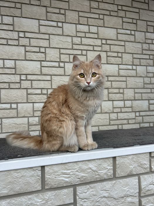 Кот молодой красавец