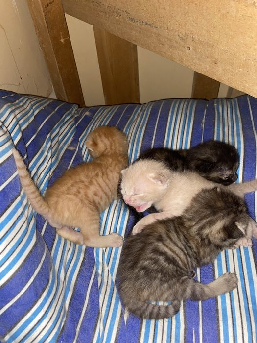 Отдаи в хорошие руки котят