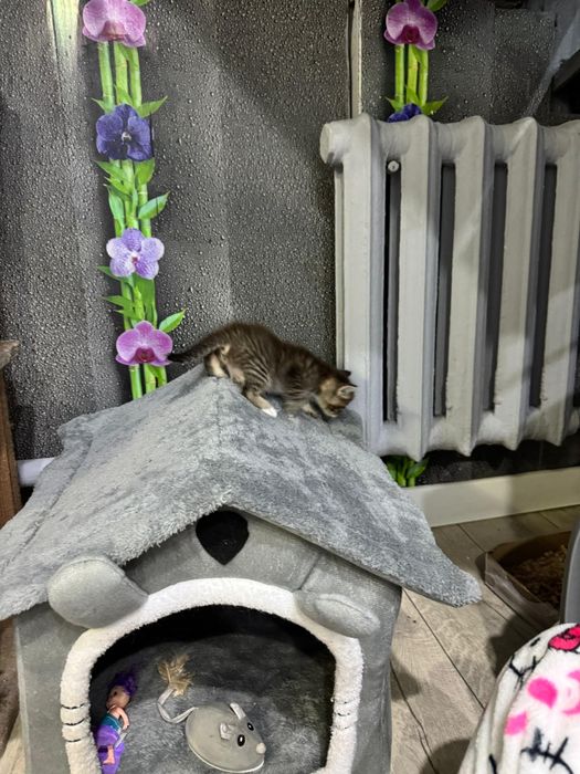 Отдам котят бесплатно