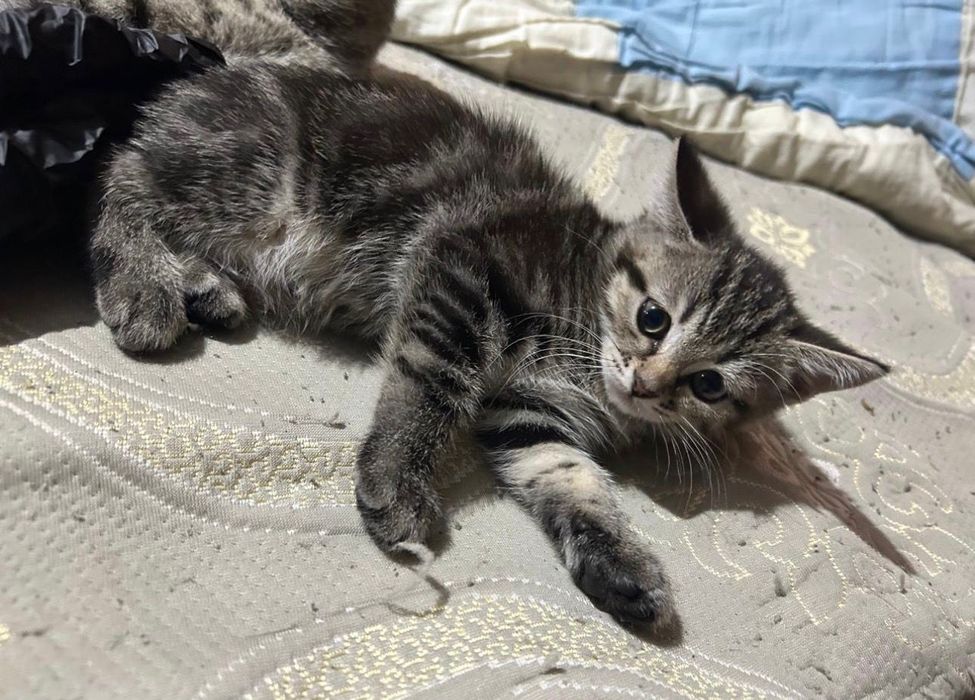 Шотландский котенок