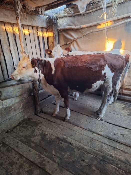 Продам корову и 2 телочки