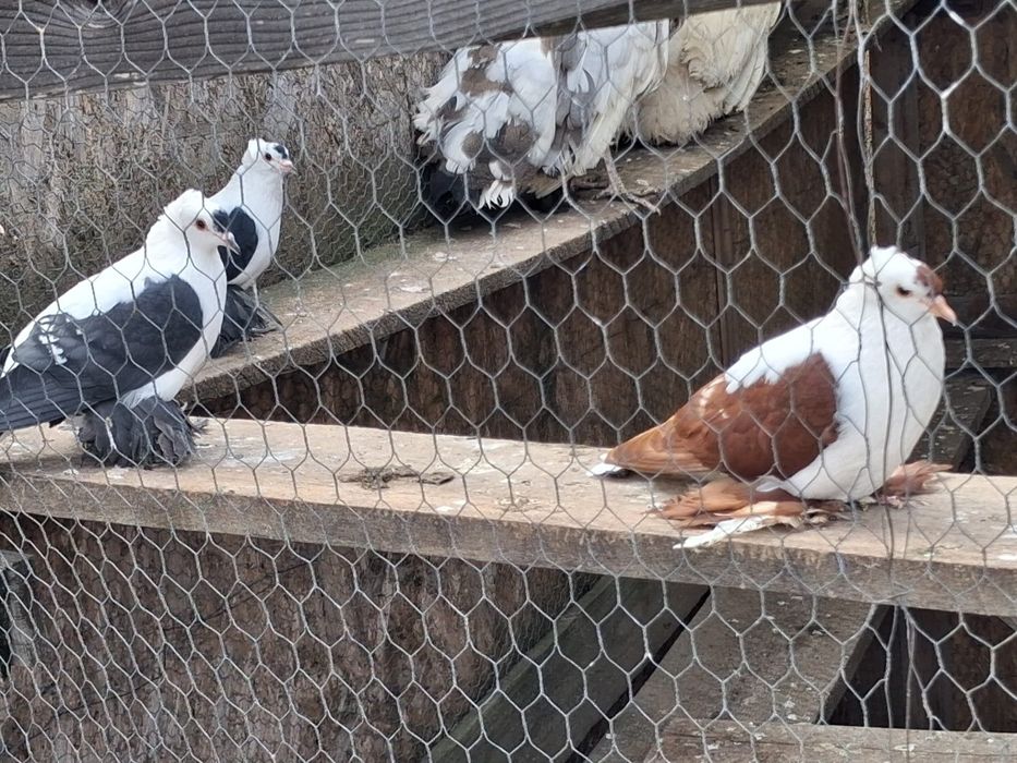 Rîndunele  și gușați de pomerania