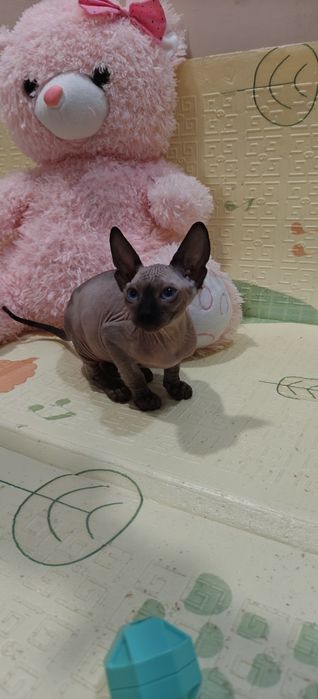 Котета Канадски Сфинкс