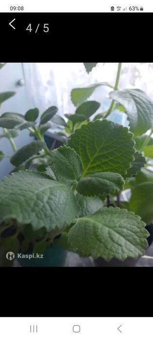 Цветы домашние.Мелисса мята.