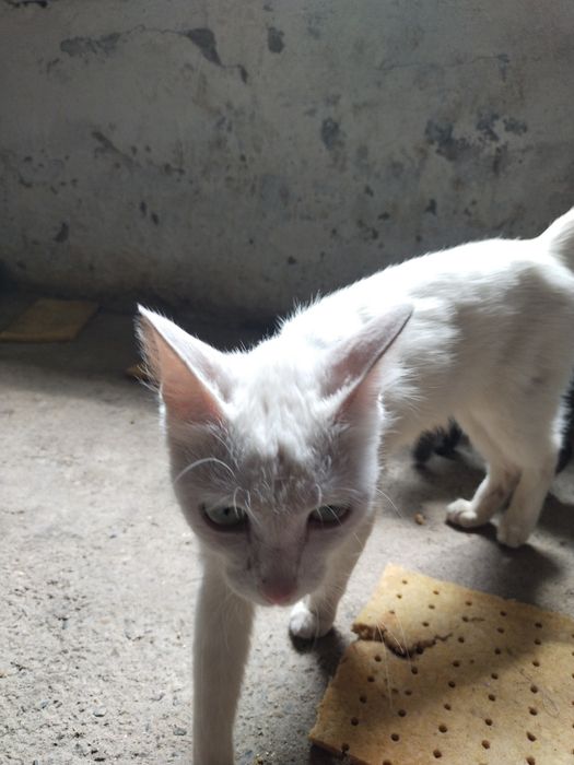 Котята в хорошие руки