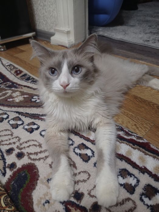 Ragdoll mushuk sotiladi