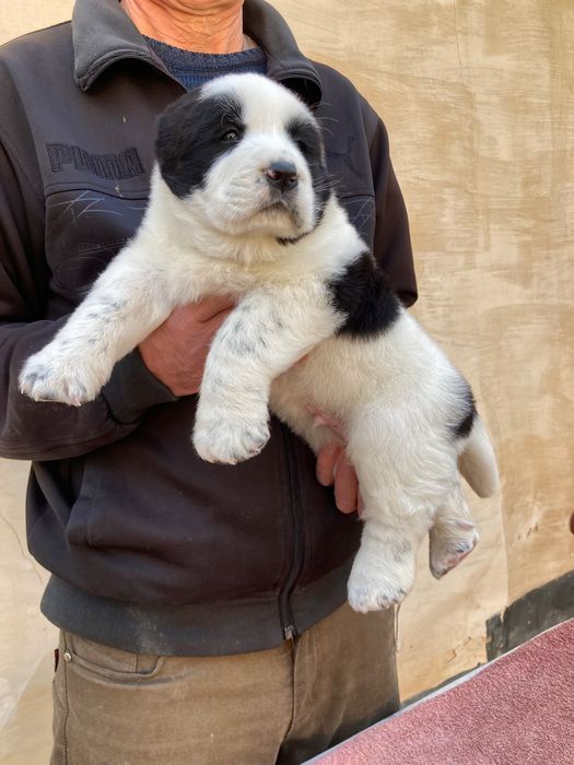 Щенок Туркменского Алабая ( Чистокровный )