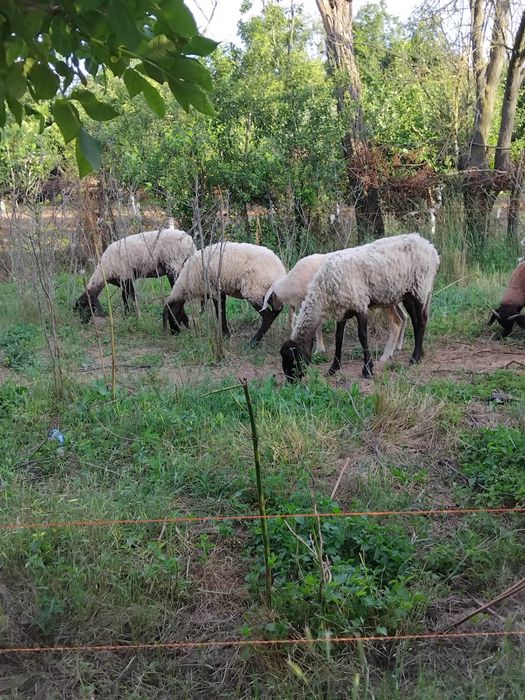 Se vinde 4 ori rasă sârbesti