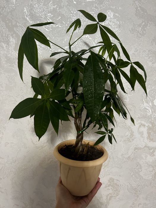 Комнотные цветы  8 марта