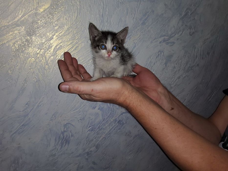 Котёнок в добрые руки