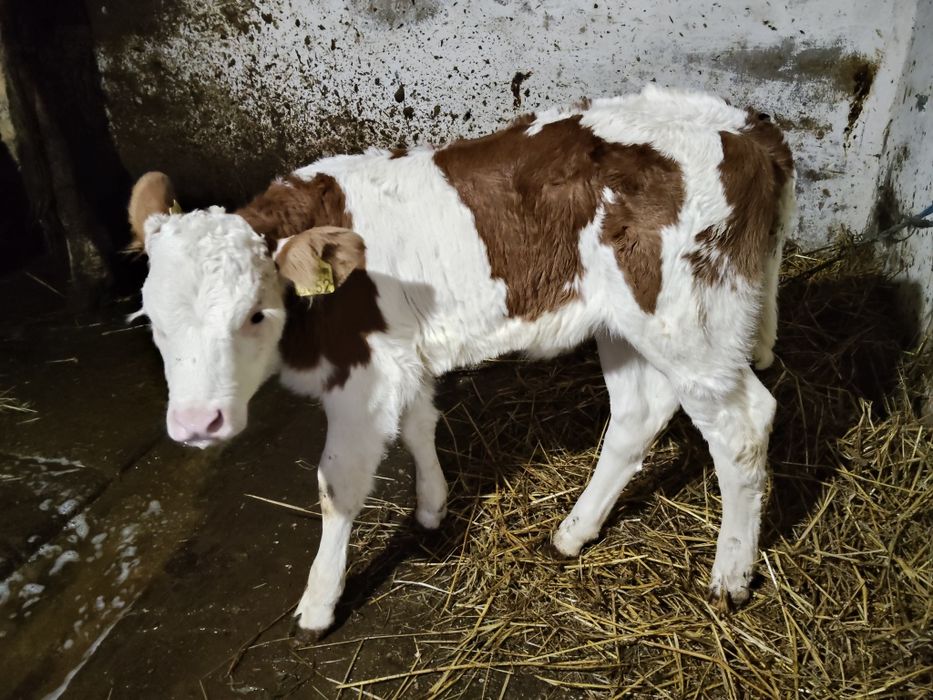 Vițea bălțată de vînzare