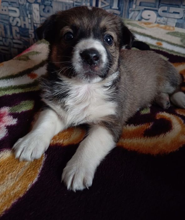 Отдам щенят дворняга