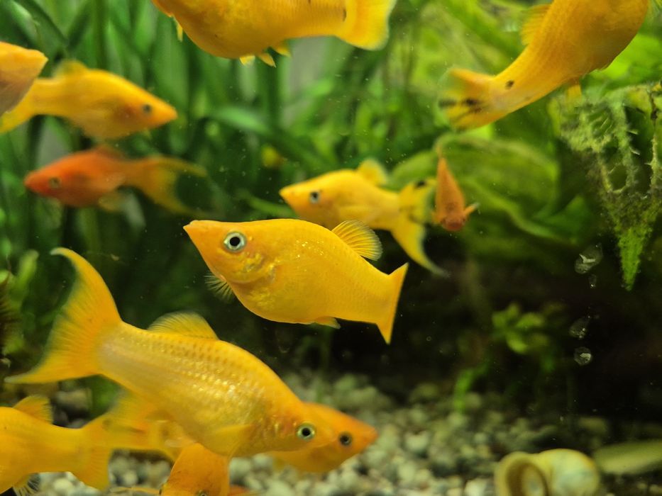 Pești acvariu. Xipho, Molly, Guppy!