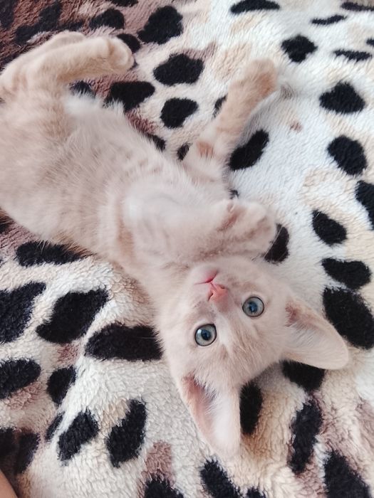 Отдадим в добрые руки