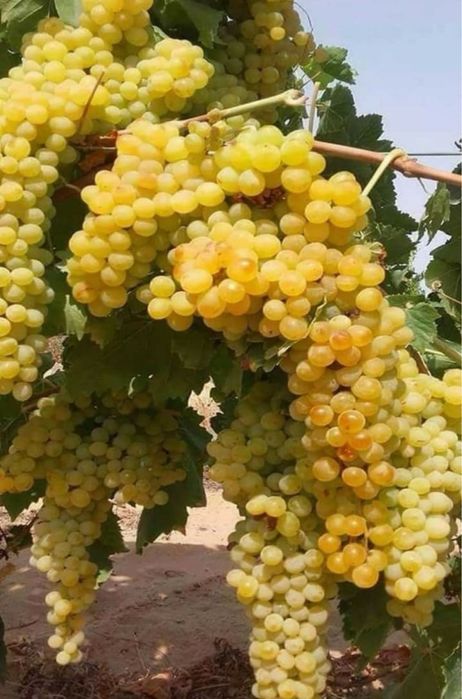 Vând struguri de vin