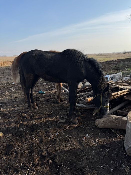 Жас байталдар кобыла