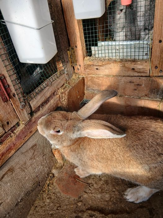 Vând mascul uriaș german!