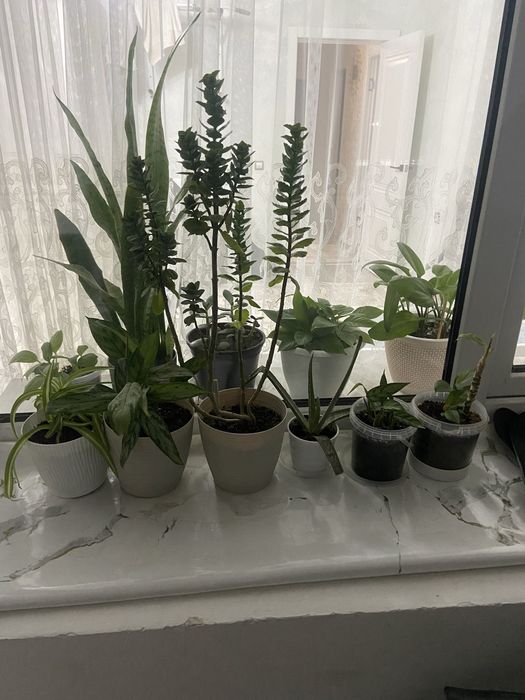 Продам цветы недорого